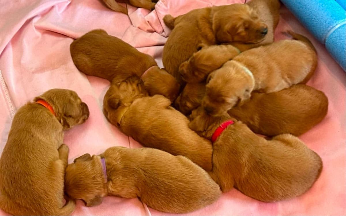Golden Retriever Puppies breeder image 3