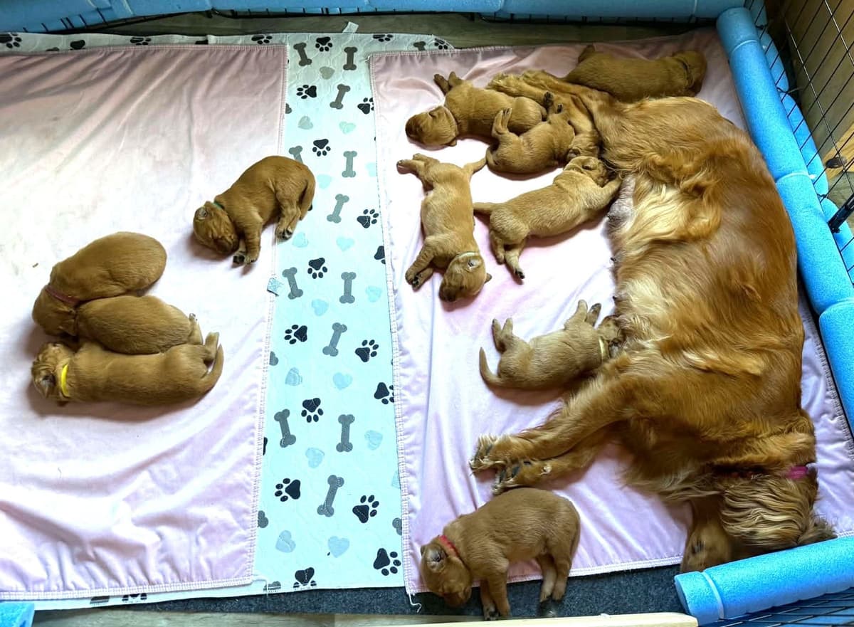 Golden Retriever Puppies breeder image 4