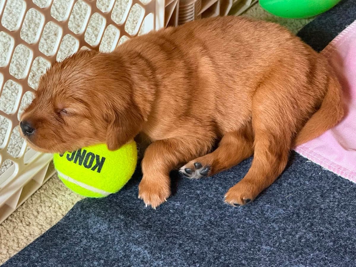 Golden Retriever Puppies breeder image 6
