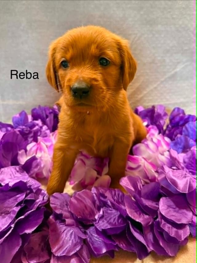 Golden Retriever Puppies media 2
