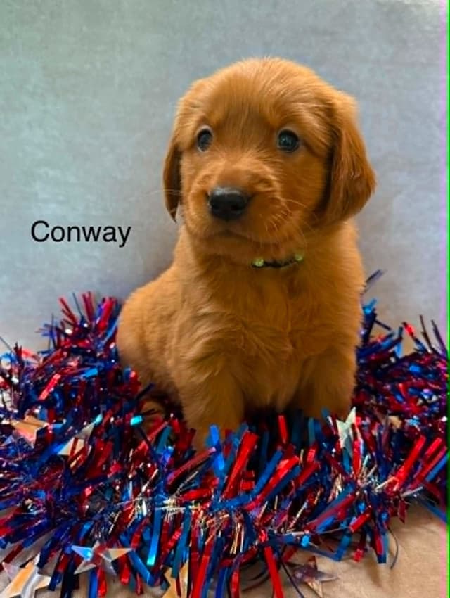 Golden Retriever Puppies media 3