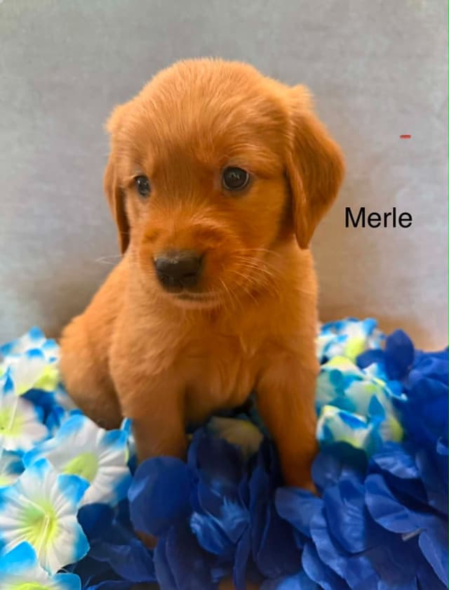Golden Retriever Puppies media 4