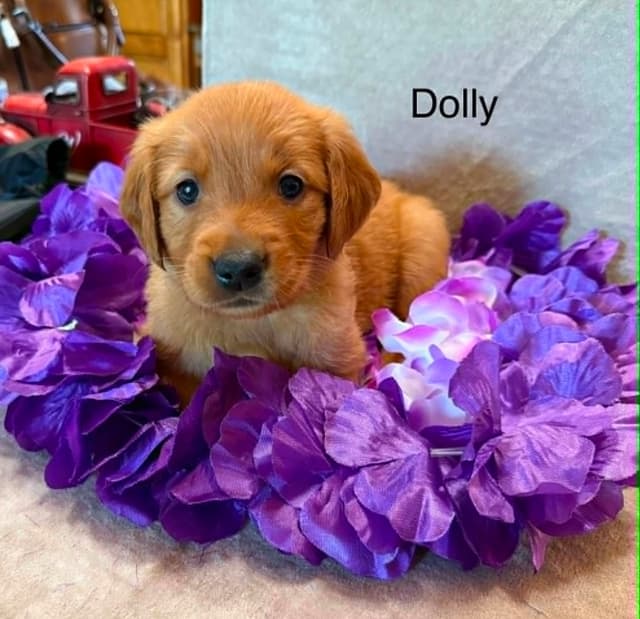 Golden Retriever Puppies media 5