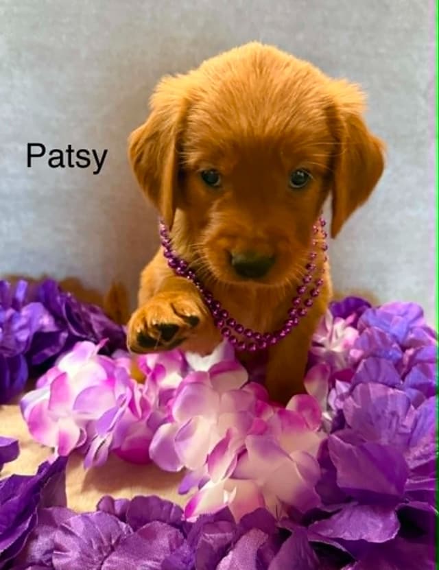 Golden Retriever Puppies media 6