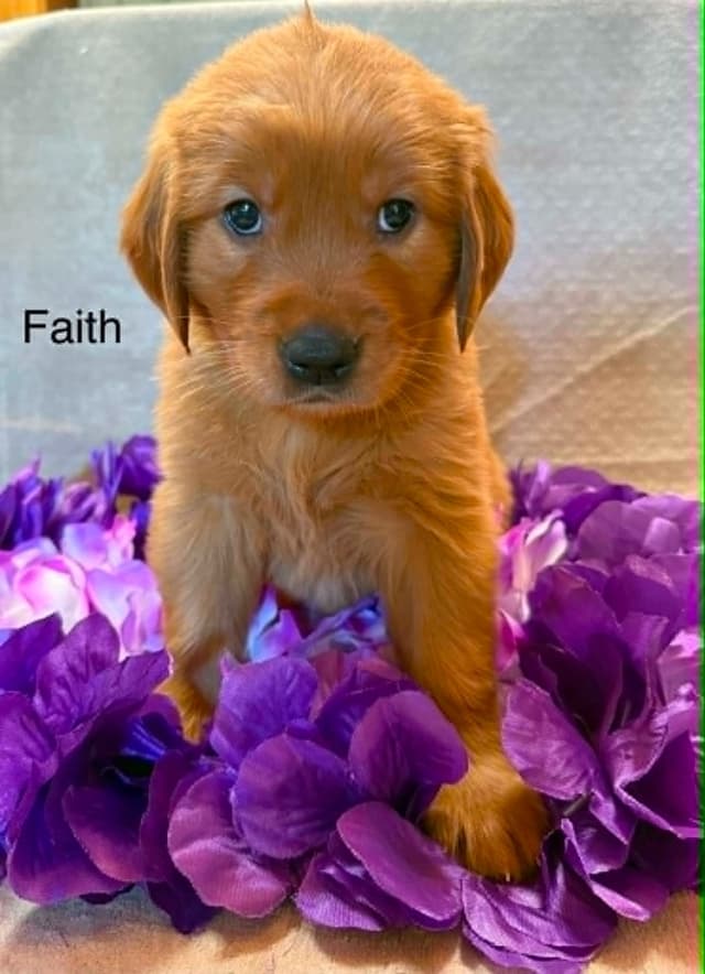 Golden Retriever Puppies media 7