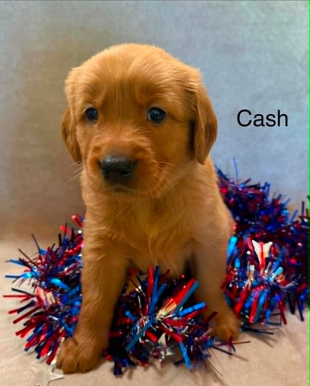 Golden Retriever Puppies media 9