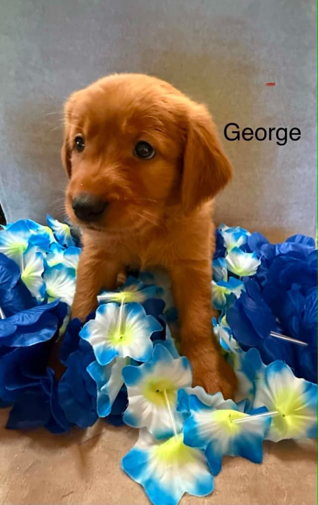 Golden Retriever Puppies media 10