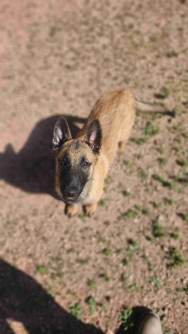 Belgian Malinois Puppies media 2