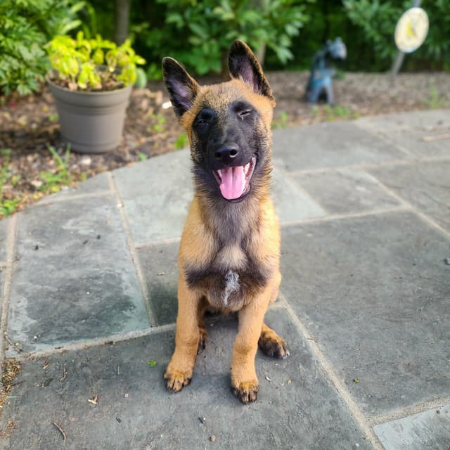 Belgian Malinois Puppies media 3