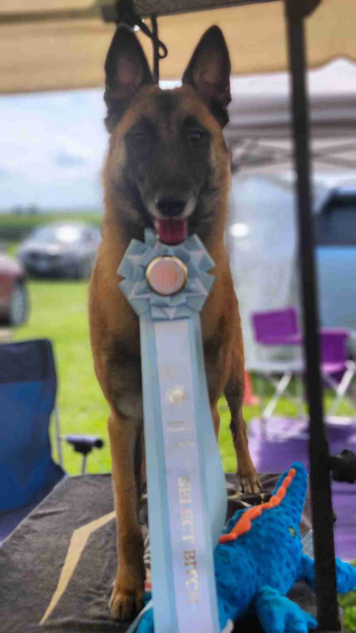 Belgian Malinois Puppies breeder image 1