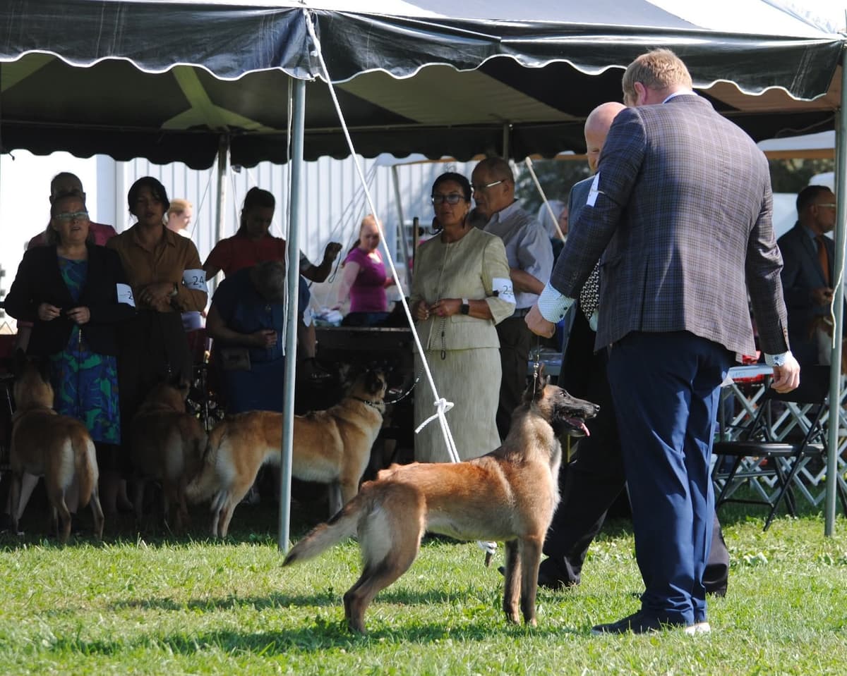 Belgian Malinois Puppies breeder image 3
