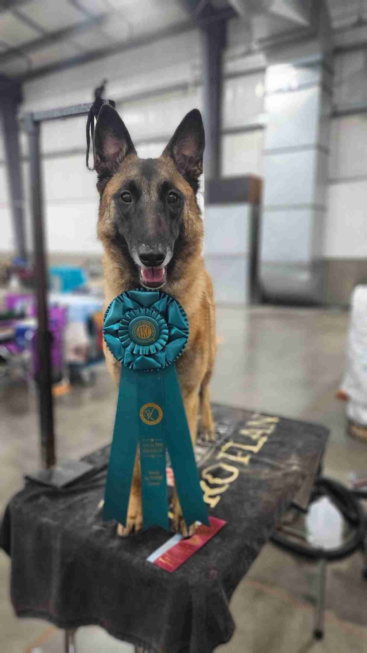 Belgian Malinois Puppies breeder image 4