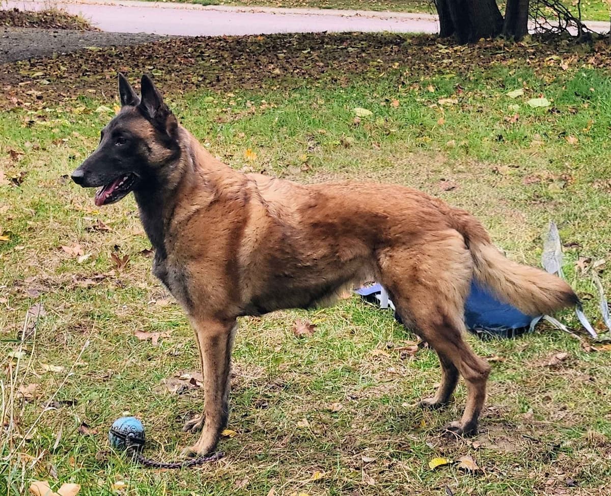 Belgian Malinois Puppies breeder image 6