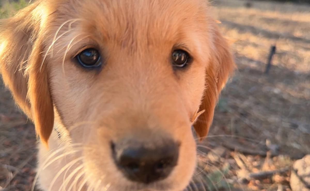 Golden Retriever Puppies breeder image 1