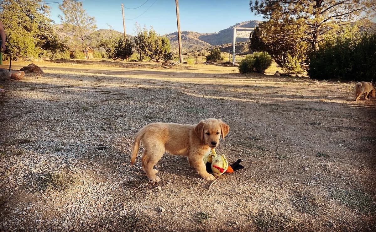 Golden Retriever Puppies breeder image 2