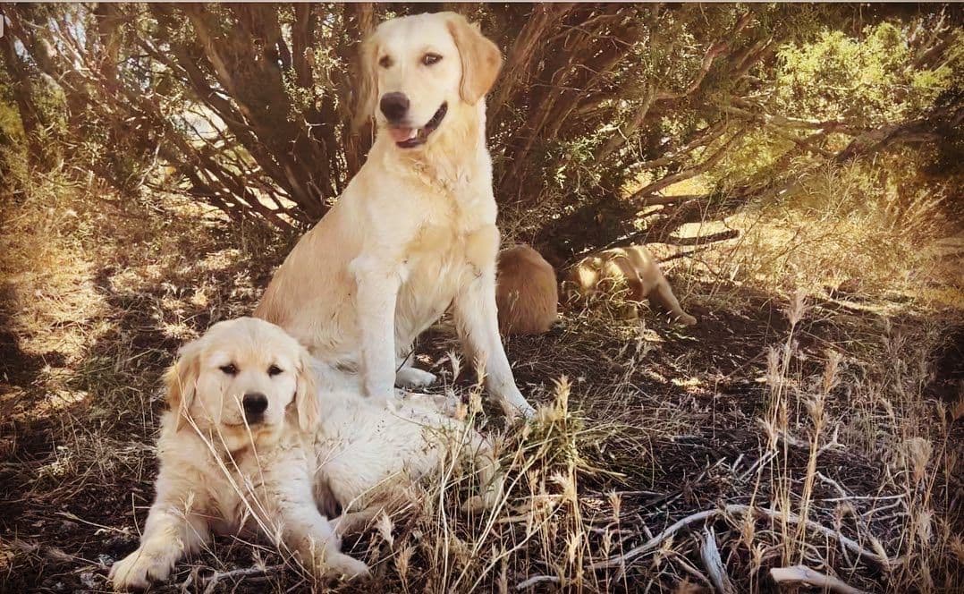 Golden Retriever Puppies breeder image 3
