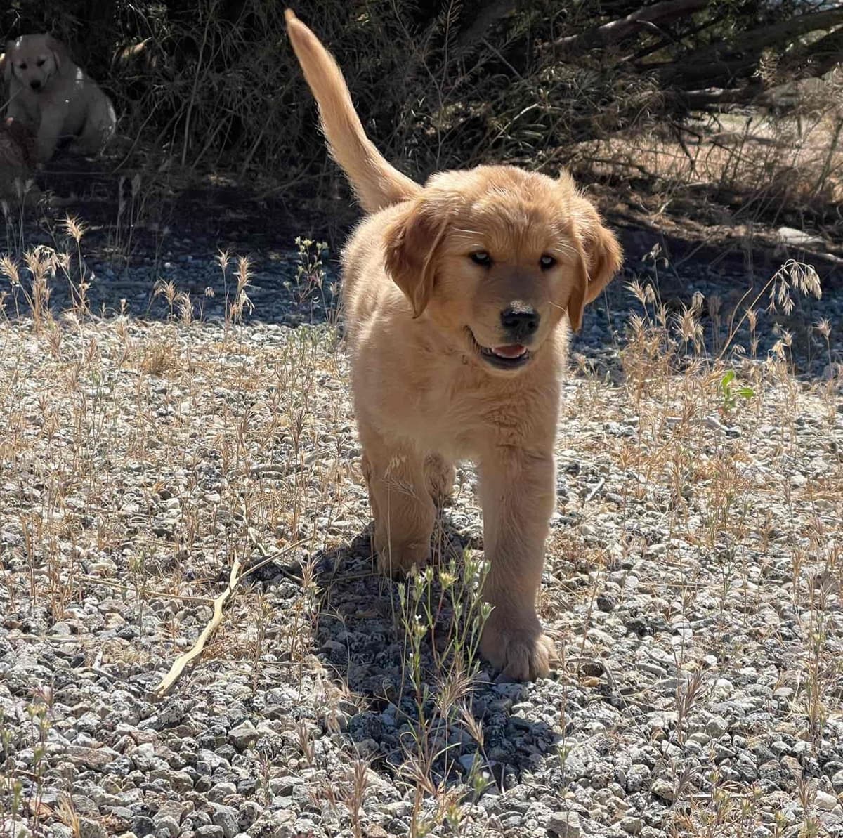 Golden Retriever Puppies breeder image 7