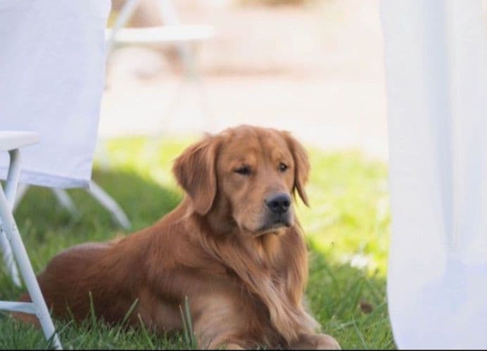 Golden Retriever Puppies breeder image 6