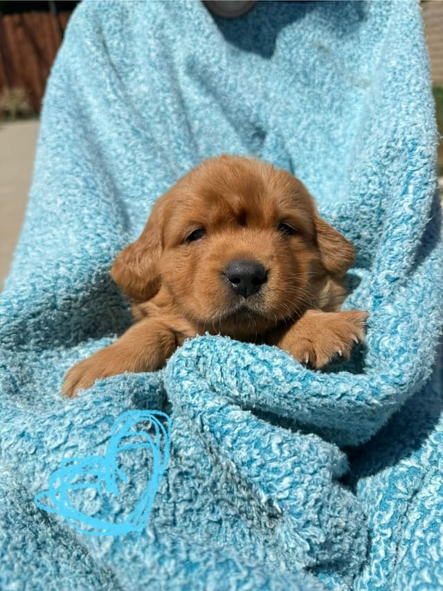 Golden Retriever Puppies media 6