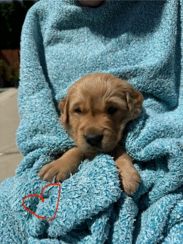 Golden Retriever Puppies media 7