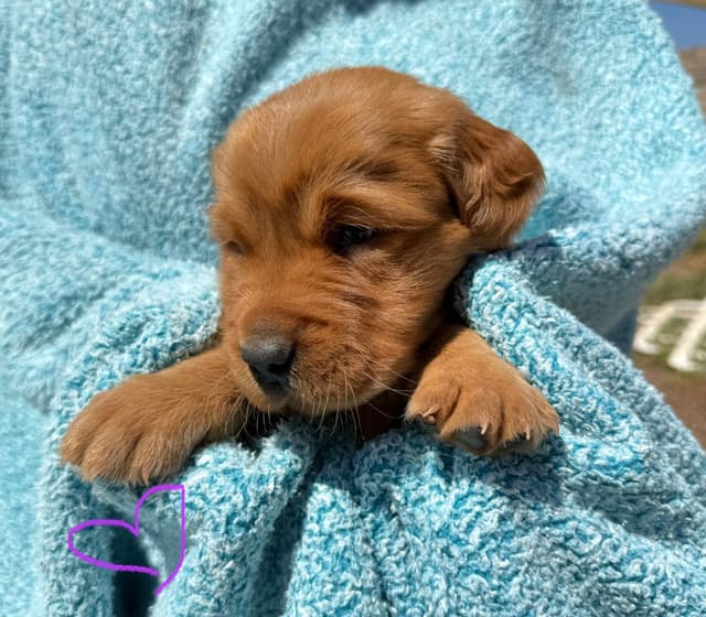Golden Retriever Puppies media 8