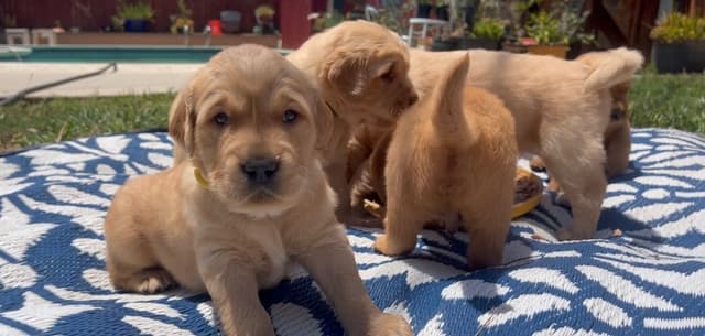 Golden Retriever Puppies media 5