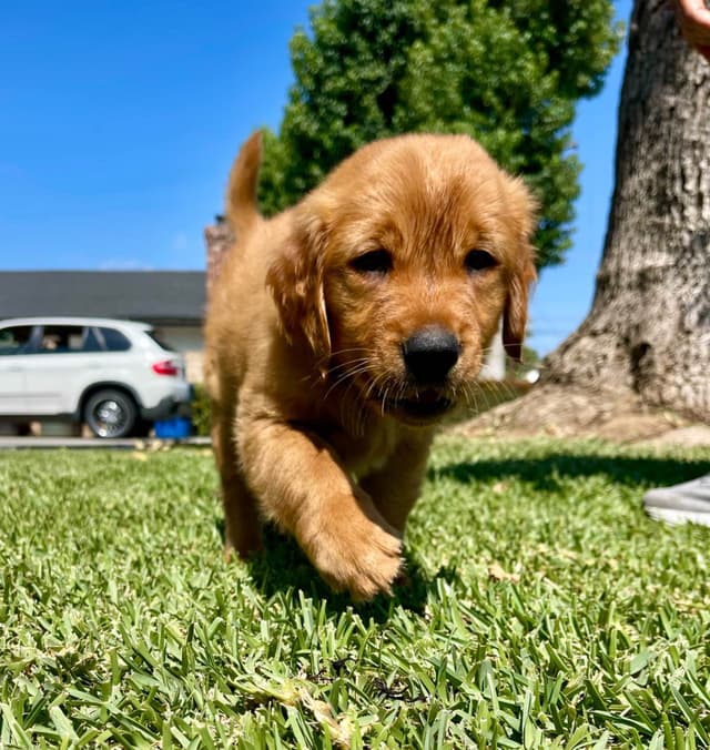 Golden Retriever Puppies media 3
