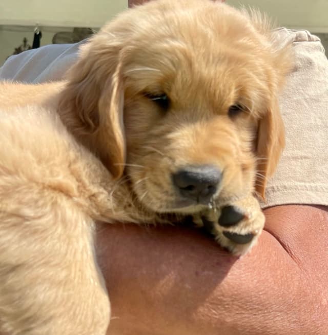 Golden Retriever Puppies media 2