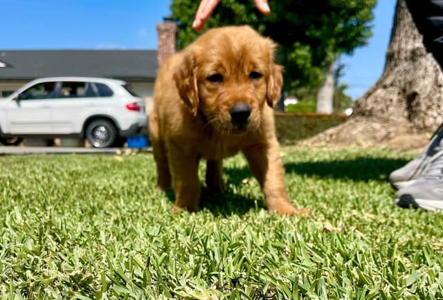 Golden Retriever Puppies media 4