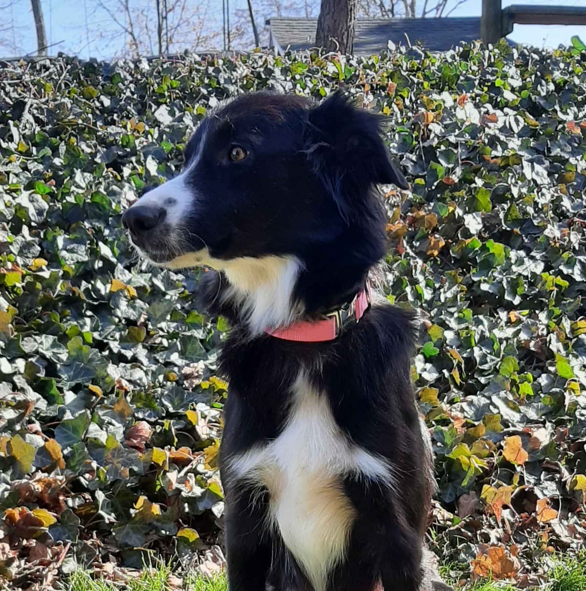 Border Collie Puppies breeder image 2