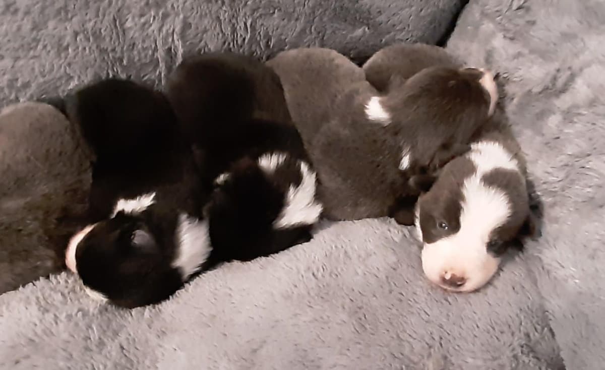 Border Collie Puppies breeder image 3