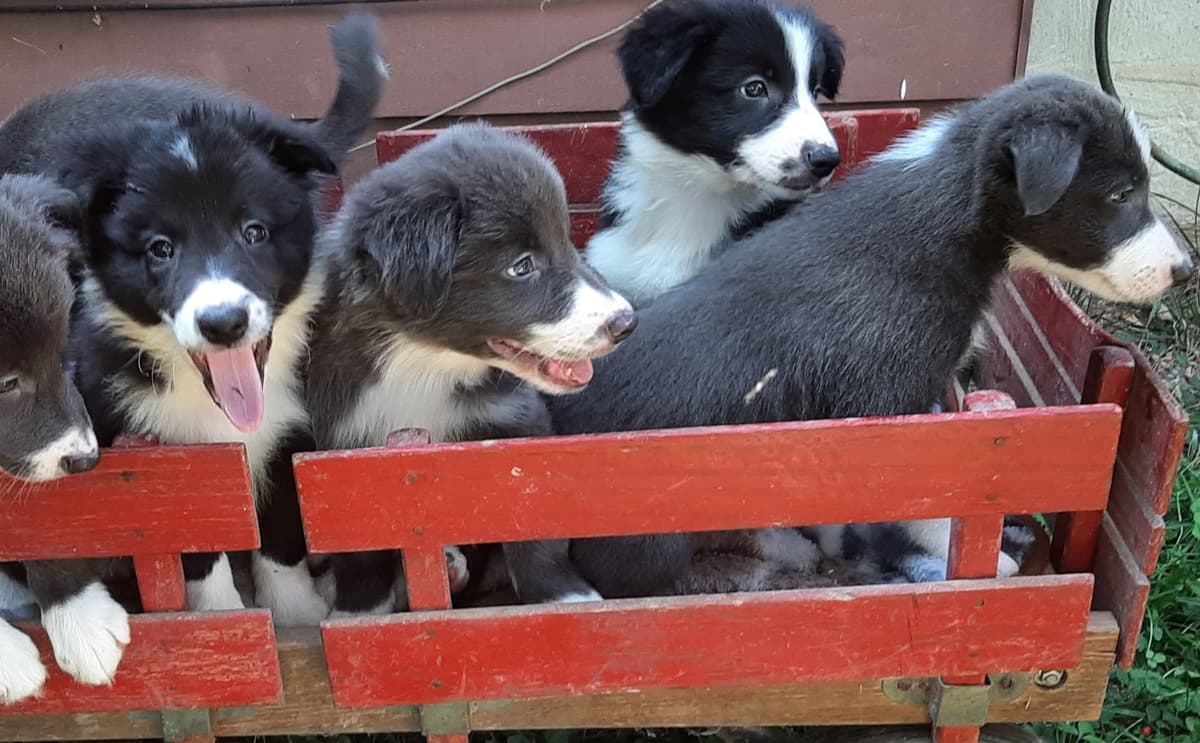 Border Collie Puppies breeder image 4