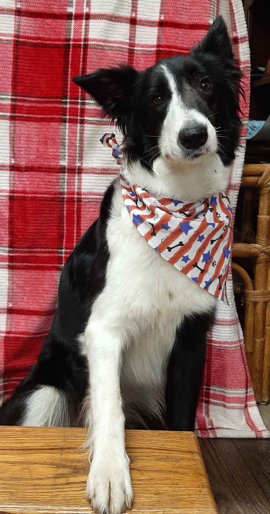 Border Collie Puppies breeder image 1