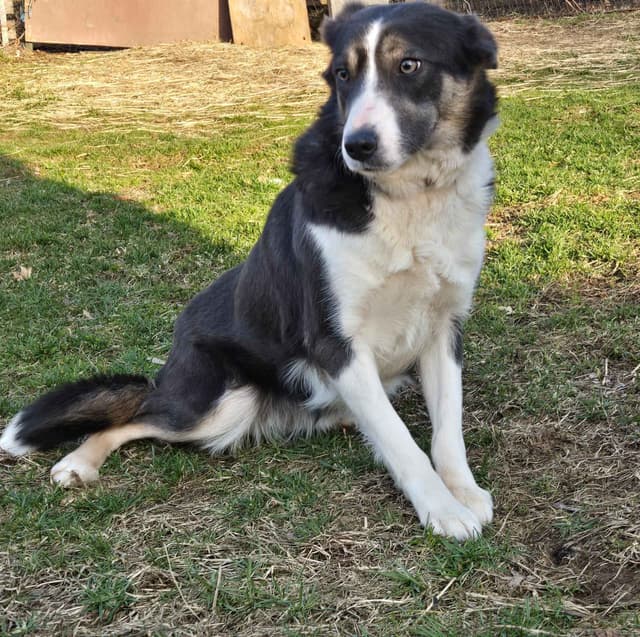 Border Collie Puppies media 2