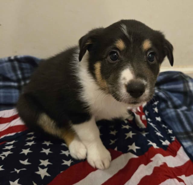 Border Collie Puppies media 3
