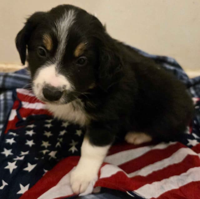 Border Collie Puppies media 4