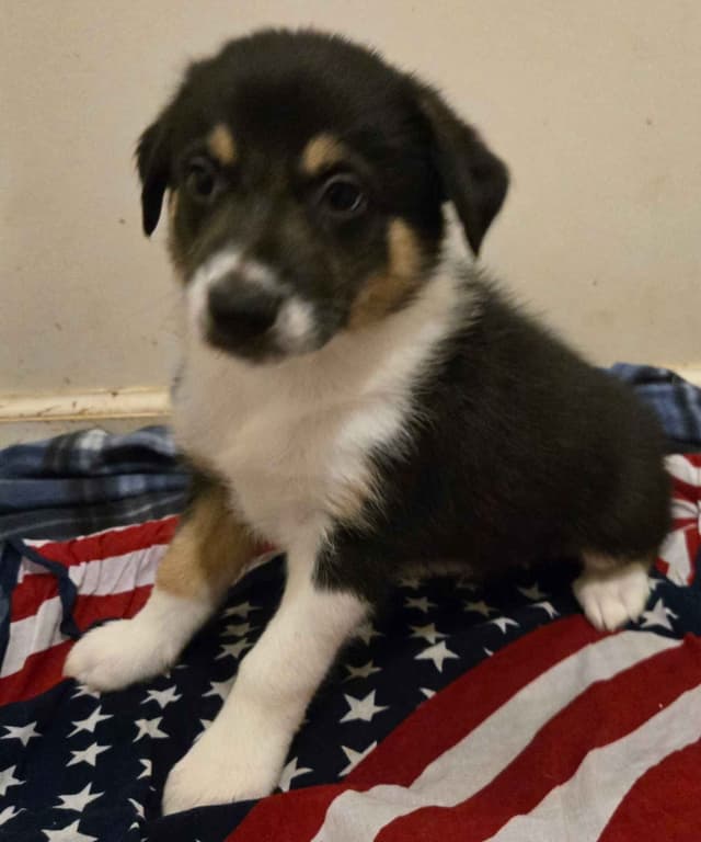 Border Collie Puppies media 5