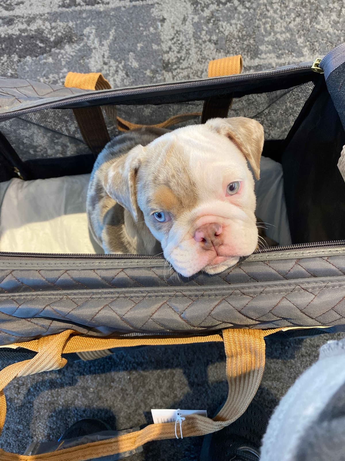 French Bulldog Puppies! breeder image 4