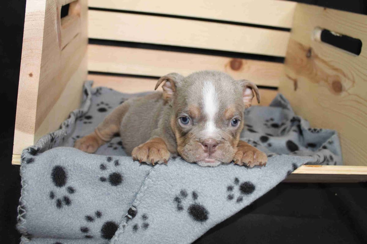 French Bulldog Puppies! breeder image 5