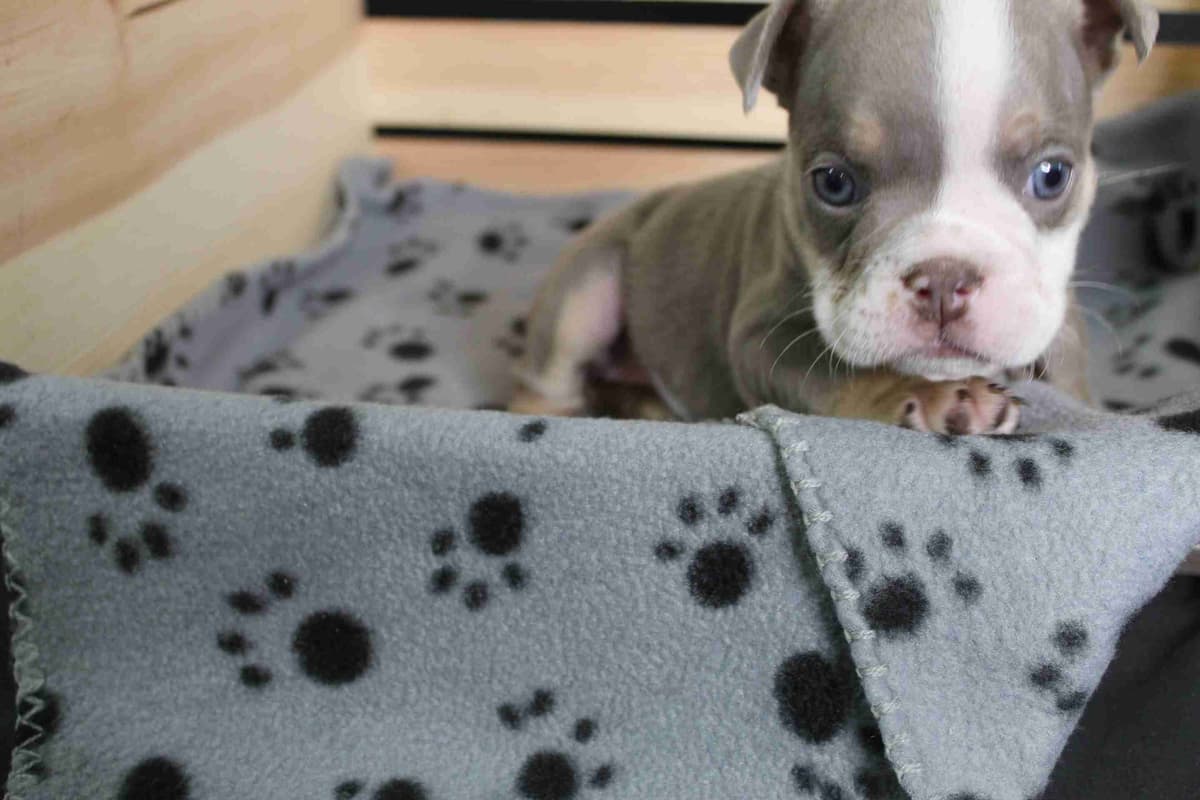 French Bulldog Puppies! breeder image 6