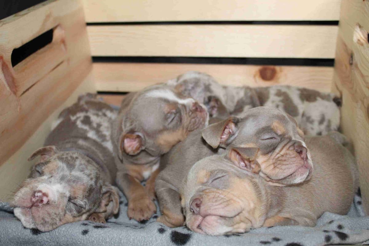 French Bulldog Puppies! breeder image 7