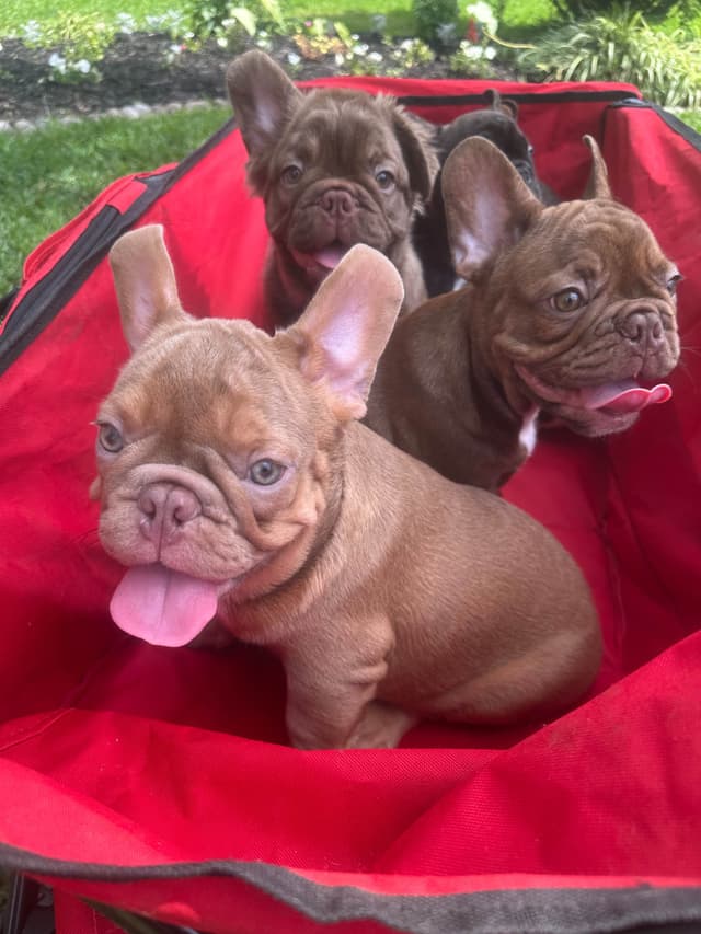 French Bulldog Puppies! media 2