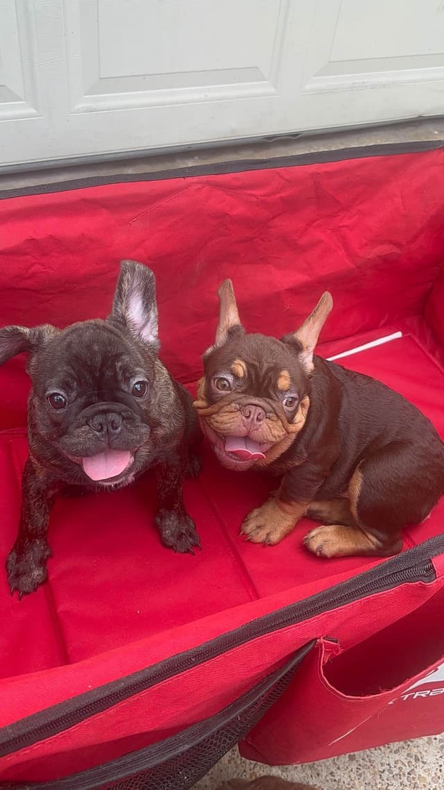 French Bulldog Puppies! media 3