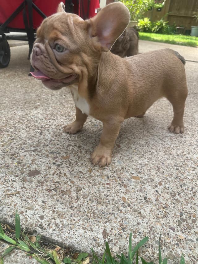 French Bulldog Puppies! media 4