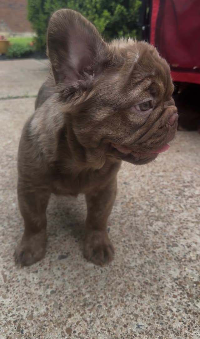 French Bulldog Puppies! media 5
