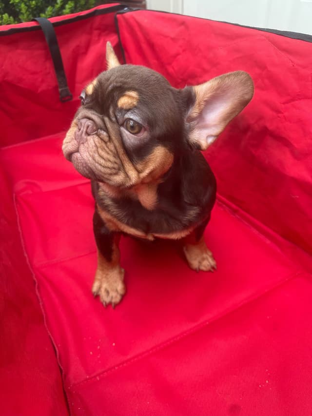 French Bulldog Puppies! media 6