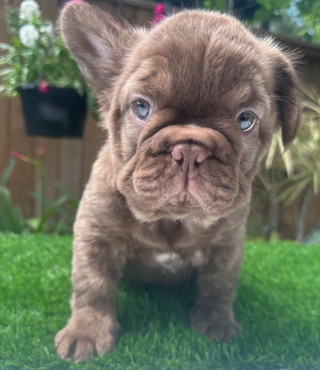 French Bulldog Puppies! media 7