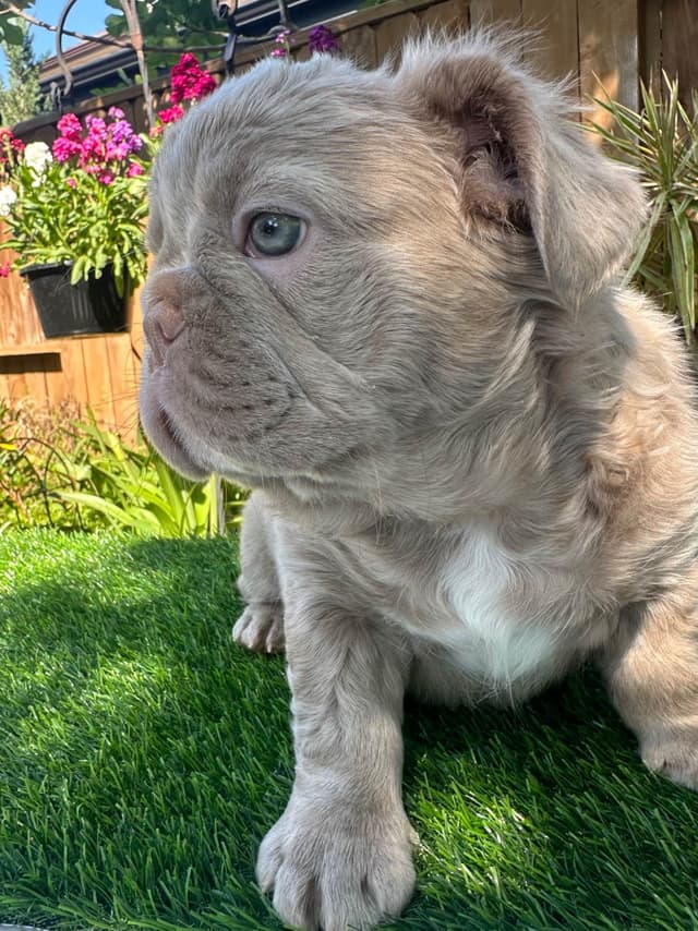 French Bulldog Puppies! media 8