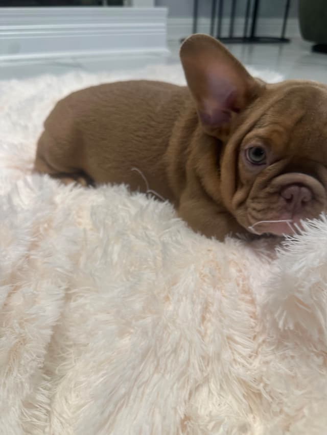 French Bulldog Puppies! media 9