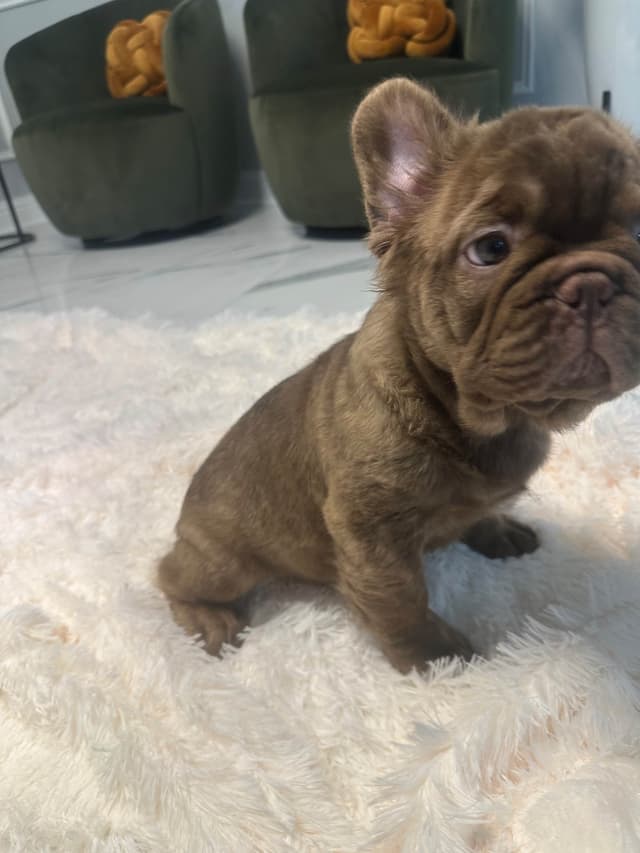 French Bulldog Puppies! media 10